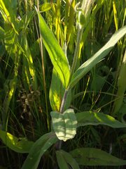 Arnica chamissonis chamissonis