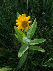 Arnica chamissonis chamissonis