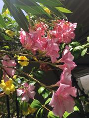 Nerium oleander