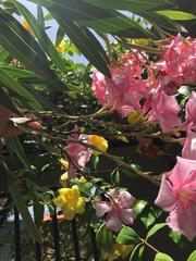 Nerium oleander