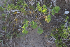 Pelargonium gibbosum