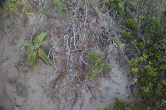 Mesembryanthemum dinteri