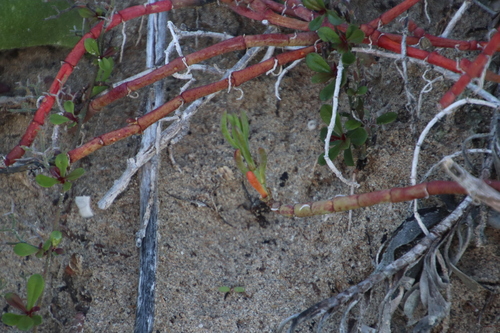 Image of Mesembryanthemum dinteri by (c) Tony Rebelo, some rights reserved (CC BY-SA)