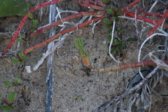 Mesembryanthemum dinteri