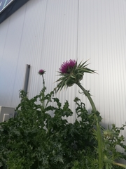 Silybum marianum