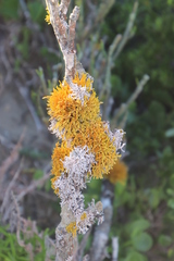 Dufourea flammea