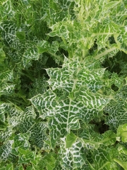 Silybum marianum