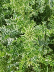 Silybum marianum