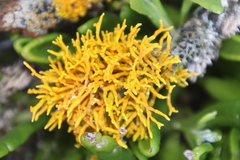 Dufourea flammea