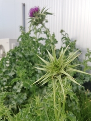 Silybum marianum