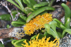 Dufourea