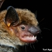 Big Brown Bat - Photo (c) yuriaguire88, some rights reserved (CC BY-NC), uploaded by yuriaguire88