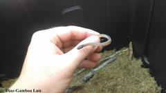 Coniophanes schmidti