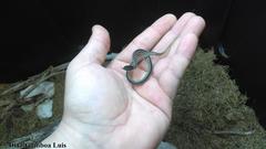 Coniophanes schmidti