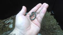 Coniophanes schmidti