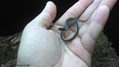 Coniophanes schmidti