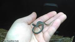 Coniophanes schmidti