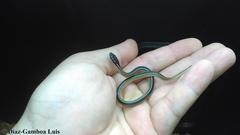 Coniophanes schmidti