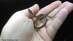 Coniophanes schmidti