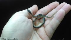 Coniophanes schmidti