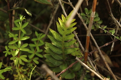 Pleopeltis orientalis