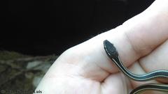 Coniophanes schmidti