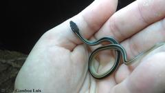 Coniophanes schmidti