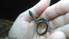 Coniophanes schmidti