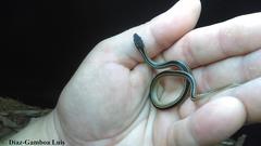 Coniophanes schmidti