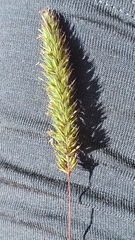 Phleum hirsutum