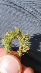Phleum hirsutum