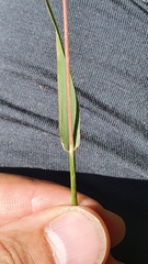 Phleum hirsutum