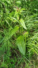 Gentiana pannonica