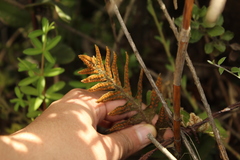 Pleopeltis orientalis