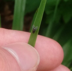 Ophiomyia kwansonis