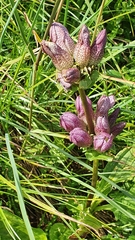 Gentiana pannonica