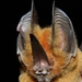 Bats - Photo (c) yuriaguire88, some rights reserved (CC BY-NC), uploaded by yuriaguire88