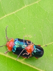 Alagoasa acutangula
