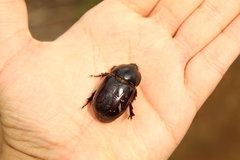 Ancognatha scarabaeoides