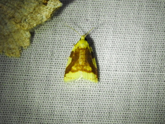 Cenopis niveana