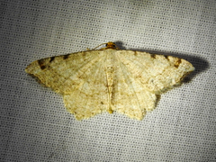 Macaria bicolorata