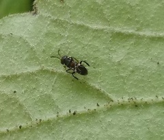 Encyrtus