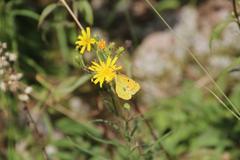 Colias myrmidone