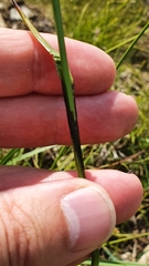 Eriophorum latifolium