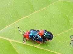 Alagoasa acutangula