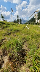 Eriophorum latifolium