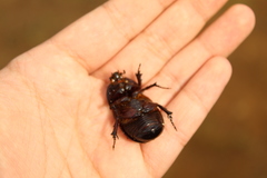 Ancognatha scarabaeoides