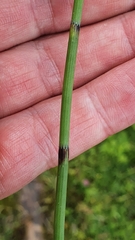 Equisetum palustre