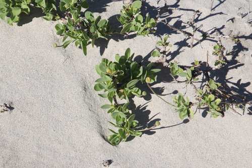 Othonna coronopifolia