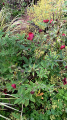Potentilla thurberi